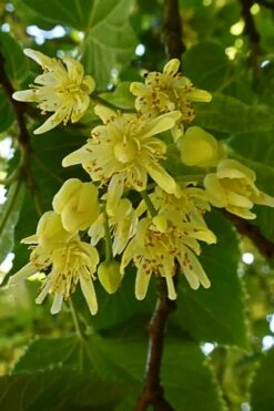 American Basswood Tree (Tilia Americana) - 3 Gallon Pot -Wilson Bros Gardens Shop tilia americana basswood tree 2