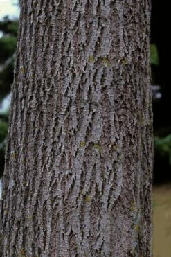 American Basswood Tree (Tilia Americana) - 3 Gallon Pot -Wilson Bros Gardens Shop tilia americana basswood tree 3