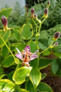 Samurai Toad Lily (Tricyrtis Formosana) - 5 Pack Of Quart Pots -Wilson Bros Gardens Shop toad lily samurai 500x750 1