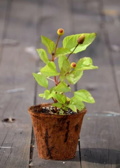 Electric Daisy Toothache Plant (Spilanthes Acmella) -Wilson Bros Gardens Shop toothache plant