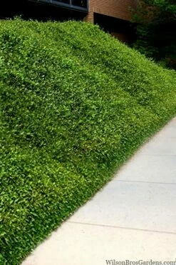 Asian Jasmine - Asiatic Jasmine - 1 Gallon Pot