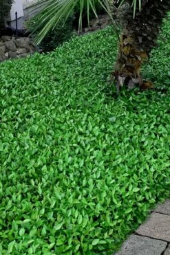 Asian Jasmine - Asiatic Jasmine - 1 Gallon Pot -Wilson Bros Gardens Shop trachelospermum asiaticum asian jasmine 3 2