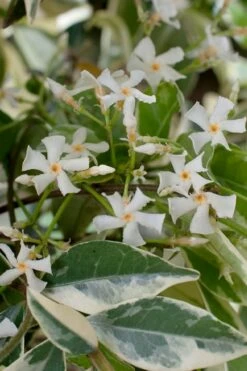 Variegated Confederate Jasmine - Trachelospermum Jasminoides - 6 Pack Of 1 Gallon Pots -Wilson Bros Gardens Shop trachelospermum jasminoides variegatum confederate jasmine 2 1