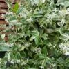 Variegated Confederate Jasmine - Trachelospermum Jasminoides - 3 Gallon Pot