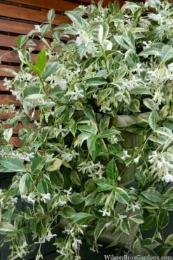 Variegated Confederate Jasmine - Trachelospermum Jasminoides - 1 Gallon Pot