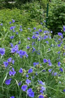 Ohio Blue Jacket Spiderwort (Tradescantia Ohiensis) - 1 Gallon Pot -Wilson Bros Gardens Shop tradescantia ohiensis ohio spiderwort 4