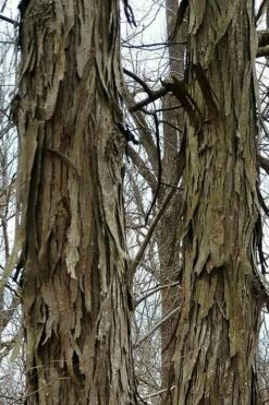 Shagbark Hickory Tree (Carya Ovata) - 3 Gallon Pot -Wilson Bros Gardens Shop tree hickory shagbark 500x750 1
