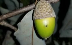 Chestnut Oak Tree (Quercus Prinus) - 1 Gallon Pot -Wilson Bros Gardens Shop tree oak 20chestnut 2 800x500 2