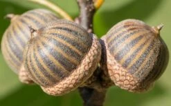 Pin Oak Tree (Quercus Palustris) - 1 Gallon Pot 16 Pin Oak Tree (Quercus Palustris) - 1 Gallon Pot -Wilson Bros Gardens Shop tree oak pin 3 800x500 1