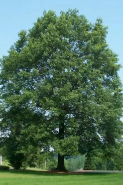 Pin Oak Tree (Quercus Palustris) - 3 Pack Of 1.5 Quart Pots 13 Pin Oak Tree (Quercus Palustris) - 3 Pack Of 1.5 Quart Pots -Wilson Bros Gardens Shop tree oak pin 500x750 3
