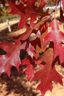 Nuttall Oak Tree (Quercus Nuttallii) - 3 Gallon Pot 15 Nuttall Oak Tree (Quercus Nuttallii) - 3 Gallon Pot -Wilson Bros Gardens Shop tree oaknutall 5 500x750 1