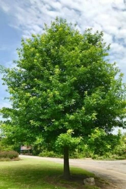 Nuttall Oak Tree (Quercus Nuttallii) - 1 Gallon Pot 19 Nuttall Oak Tree (Quercus Nuttallii) - 1 Gallon Pot -Wilson Bros Gardens Shop tree oaknutall 500x750 2