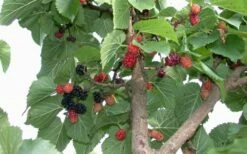 Red Mulberry Tree (Morus Rubra) - 5 Gallon Pot -Wilson Bros Gardens Shop tree red mulberry 2 800x500 1
