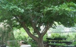 Red Mulberry Tree (Morus Rubra) - 5 Gallon Pot -Wilson Bros Gardens Shop tree red mulberry 3 800x500 1
