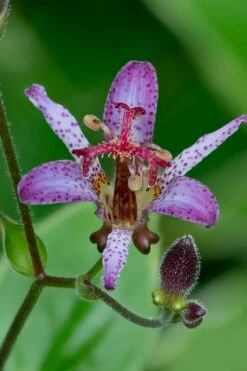 Samurai Toad Lily (Tricyrtis Formosana) - 1 Gallon Pot -Wilson Bros Gardens Shop tricyrtis formosana samurai toad lily 1 1