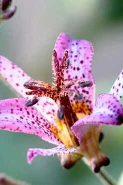 Samurai Toad Lily (Tricyrtis Formosana) - 5 Pack Of Quart Pots -Wilson Bros Gardens Shop tricyrtis formosana samurai toad lily 5
