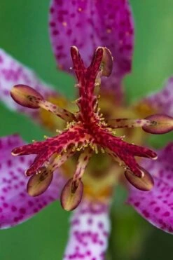 Samurai Toad Lily (Tricyrtis Formosana) - 1 Gallon Pot -Wilson Bros Gardens Shop tricyrtis formosana samurai toad lily 6 1