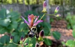 Samurai Toad Lily (Tricyrtis Formosana) - 1 Gallon Pot -Wilson Bros Gardens Shop tricyrtis formosana samurai toad lily 8 1