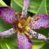 Sunny Spirit Toad Lily (Tricyrtis Formosana) - 1 Gallon Pot