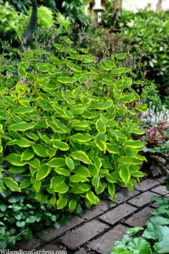 Sunny Spirit Toad Lily (Tricyrtis Formosana) - 1 Gallon Pot -Wilson Bros Gardens Shop tricyrtis formosana sunny spirit toad lily 4