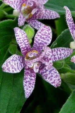 Miyazaki Toad Lily (Tricyrtus Hirta) - 1 Gallon Pot