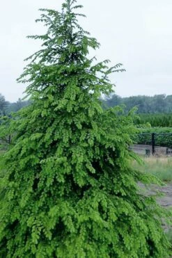 Eastern Canadian Hemlock (Tsuga Canadensis) - 3 Gallon Pot -Wilson Bros Gardens Shop tsuga canadensis eastern canadian hemlock tree 2