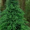 Eastern Canadian Hemlock (Tsuga Canadensis) - 3 Gallon Pot