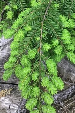 Eastern Canadian Hemlock (Tsuga Canadensis) - 3 Gallon Pot -Wilson Bros Gardens Shop tsuga canadensis eastern canadian hemlock tree 4