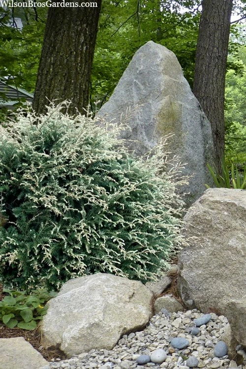 Gentsch White Frosted Dwarf Canadian Hemlock (Tsuga) - 3 Gallon Pot 1 Gentsch White Frosted Dwarf Canadian Hemlock (Tsuga) - 3 Gallon Pot