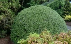 Gentsch White Frosted Dwarf Canadian Hemlock (Tsuga) - 3 Gallon Pot 6 Gentsch White Frosted Dwarf Canadian Hemlock (Tsuga) - 3 Gallon Pot -Wilson Bros Gardens Shop tsuga canadensis grentsch white canadian hemlock 20 1