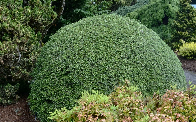 Gentsch White Frosted Dwarf Canadian Hemlock (Tsuga) - 3 Gallon Pot 3 Gentsch White Frosted Dwarf Canadian Hemlock (Tsuga) - 3 Gallon Pot - Image 3