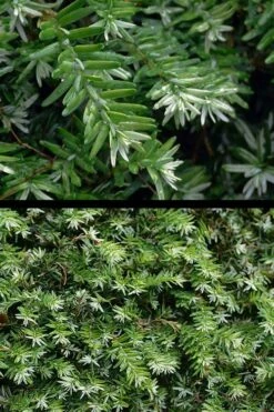 Gentsch White Frosted Dwarf Canadian Hemlock (Tsuga) - 3 Gallon Pot 7 Gentsch White Frosted Dwarf Canadian Hemlock (Tsuga) - 3 Gallon Pot -Wilson Bros Gardens Shop tsuga canadensis grentsch white canadian hemlock 21 1