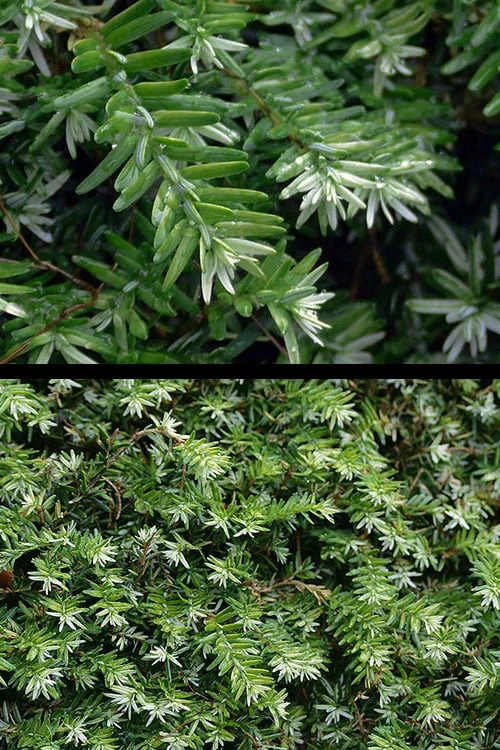 Gentsch White Frosted Dwarf Canadian Hemlock (Tsuga) - 3 Gallon Pot 4 Gentsch White Frosted Dwarf Canadian Hemlock (Tsuga) - 3 Gallon Pot - Image 4