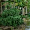 Weeping Canadian Hemlock (Tsuga Canadensis 'Pendula') - 3 Gallon Pot