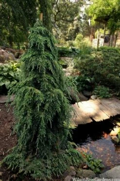 Weeping Canadian Hemlock (Tsuga Canadensis 'Pendula') - 3 Gallon Pot -Wilson Bros Gardens Shop tsuga canadensis pendula weeping canadian hemlock 5