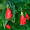 Turk's Cap (Malvaviscus Arboreus)
