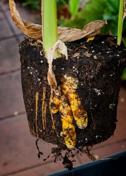 Turmeric, Orange (Curcuma Longa) -Wilson Bros Gardens Shop turmeric Curcuma longa root plant in a pot