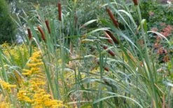 Broadleaf Cattail Plant (Typha Latifolia) - 6 Pack Of 1 Gallon Pots -Wilson Bros Gardens Shop typha 1