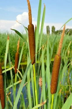 Broadleaf Cattail Plant (Typha Latifolia) - 6 Pack Of 1 Gallon Pots