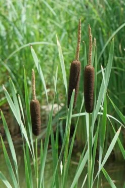 Broadleaf Cattail Plant (Typha Latifolia) - 6 Pack Of 1 Gallon Pots -Wilson Bros Gardens Shop typha latifolia broadleaf cattail 2 1