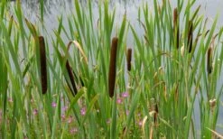 Broadleaf Cattail Plant (Typha Latifolia) - 6 Pack Of 1 Gallon Pots -Wilson Bros Gardens Shop typha latifolia broadleaf cattail 3 1