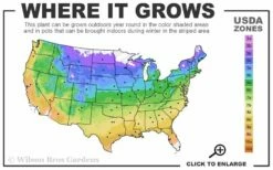 Avant-Garde Clematis - 1 Gallon Pot -Wilson Bros Gardens Shop usda zone map 34