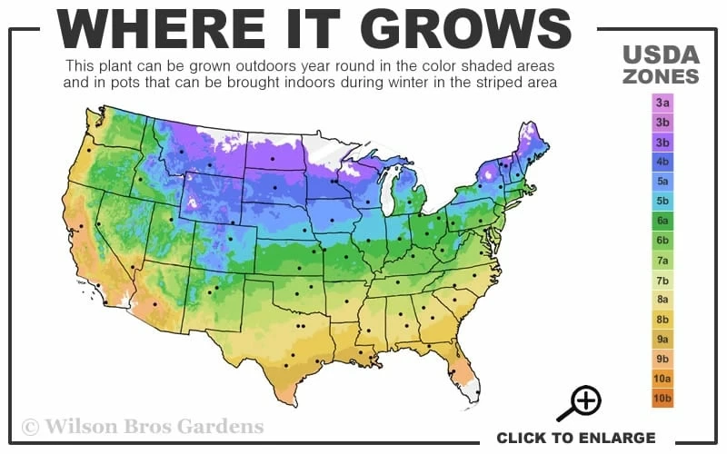 Mrs. Norman Thompson Clematis - 1 Gallon Pot 3 Mrs. Norman Thompson Clematis - 1 Gallon Pot - Image 3