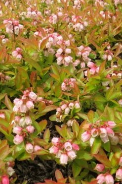 Wild Lowbush Blueberry Plant - 1 Gallon -Wilson Bros Gardens Shop vaccinium angustifolium low bush blueberry 4