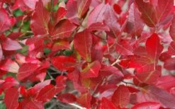 Wild Lowbush Blueberry Plant - 1 Gallon -Wilson Bros Gardens Shop vaccinium angustifolium low bush blueberry 6