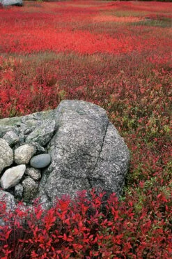 Wild Lowbush Blueberry Plant - 1 Gallon -Wilson Bros Gardens Shop vaccinium angustifolium low bush blueberry 7