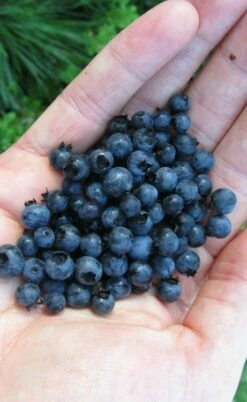 Wild Lowbush Blueberry Plant - 1 Gallon