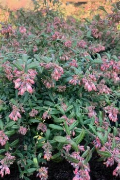 Rosa's Blush Blueberry (Vaccinium Darrowii) - 1 Gallon Pot -Wilson Bros Gardens Shop vaccinium darrowii rosas blush blueberry 16 1