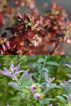 Rosa's Blush Blueberry (Vaccinium Darrowii) - 1 Gallon Pot -Wilson Bros Gardens Shop vaccinium darrowii rosas blush blueberry 189jpg 1