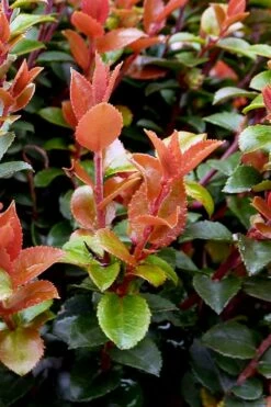 Evergreen Huckleberry (Vaccinium Ovatum) -3 Gallon Pot -Wilson Bros Gardens Shop vaccinium ovatum evergreen huckleberry 10
